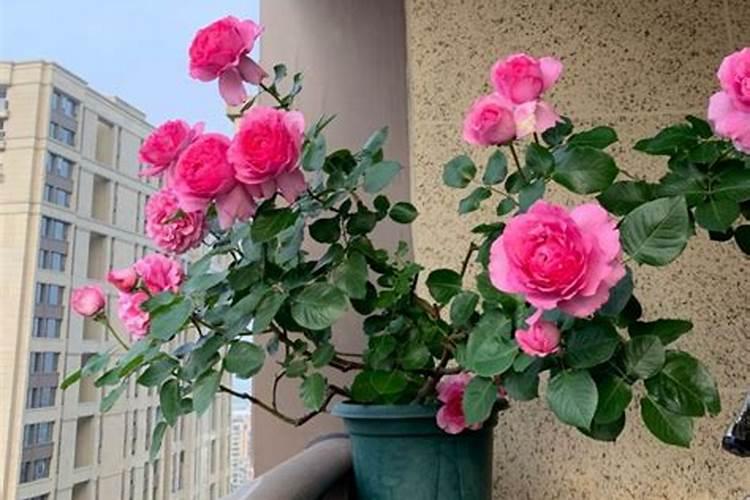 盆栽月季花要施什么肥,一般什么时候施肥？