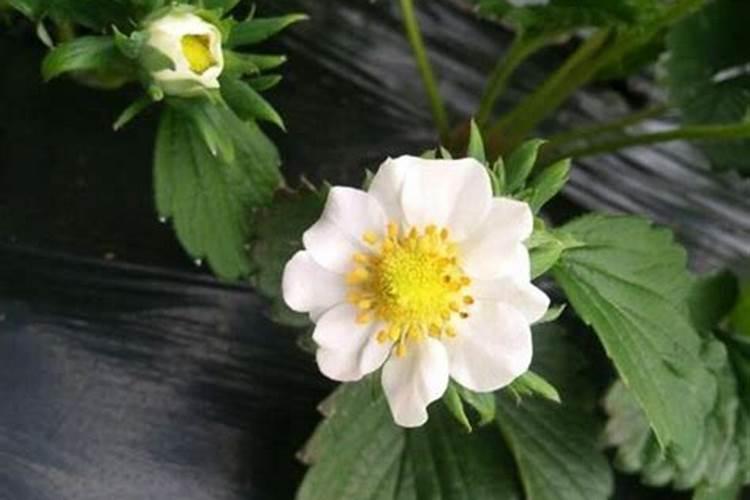 草莓开花结果期间如何浇水施肥