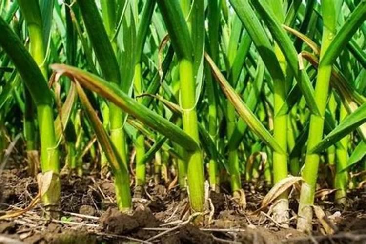 磷化肥十大龙头