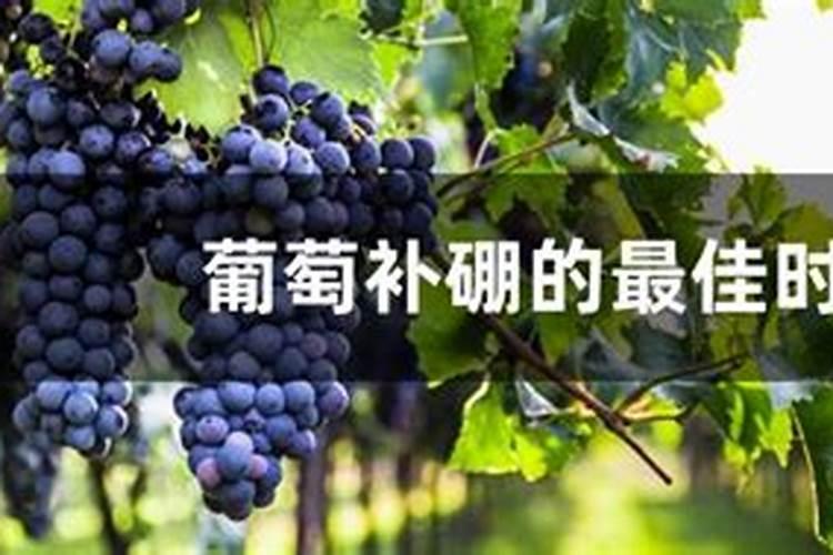 葡萄幼苗喷硼肥有什么作用