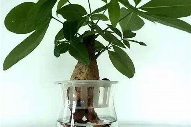 种红薯如何使用钾肥 种红薯怎么使用钾肥