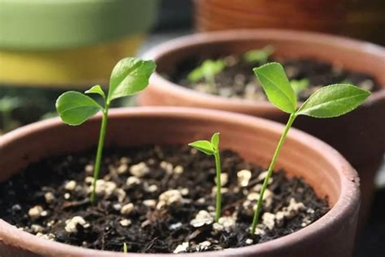 金桔盆栽秋天可以施肥吗(金桔树什么时候施肥最好)