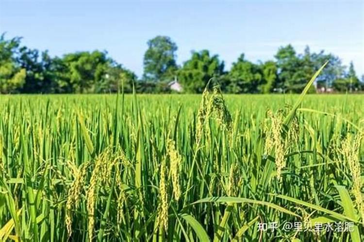 杨树施什么肥最好