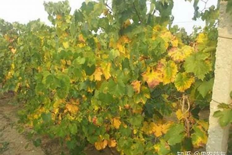 黄瓜浇水的正确方法