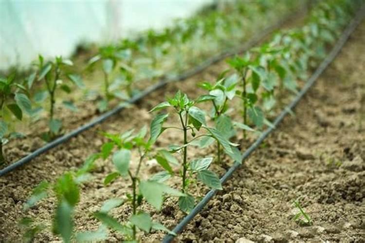 黄瓜怎样浇水合适？