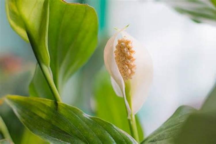 芍药和牡丹的花期一样吗