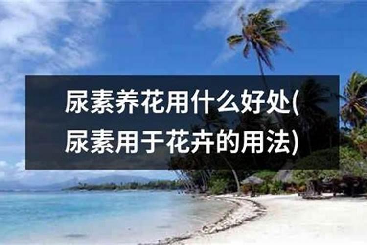 尿素可以用来给栀子花施肥吗