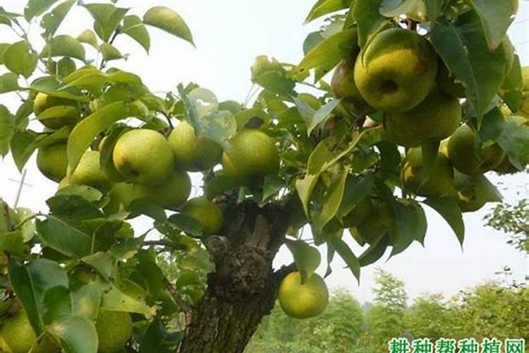 茶花花蕾期可以修剪新叶吗,修剪利于植株生长