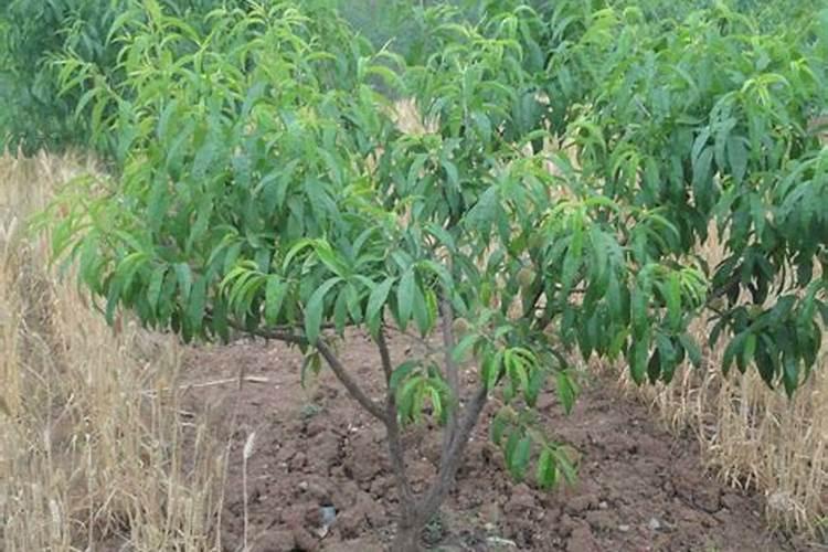 燕麦麸皮用冷水泡会影响其营养价值吗