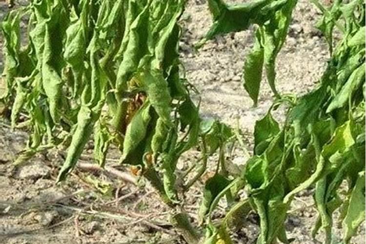 冬瓜忌用什么肥料 如何给冬瓜施肥