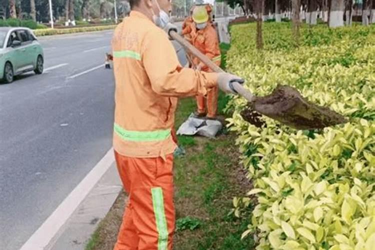 李子采收后如何管理保鲜 李子树怎么养护