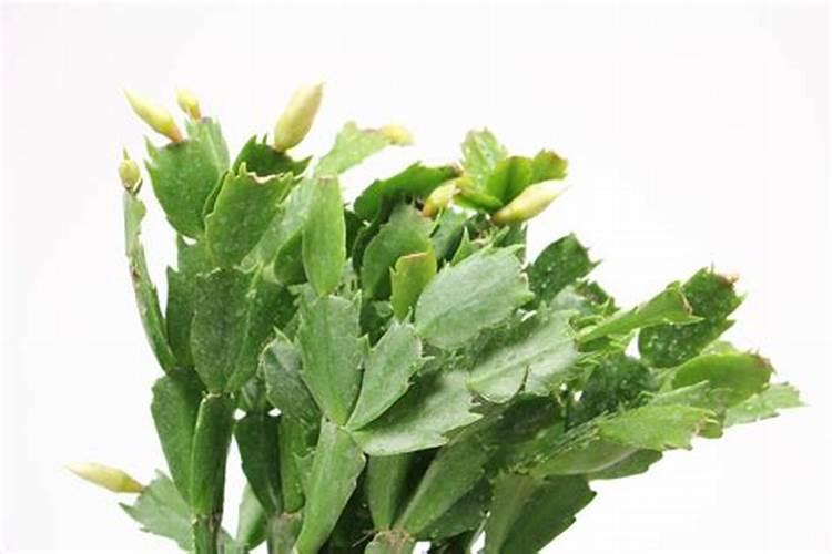 西红柿追肥用什么肥料？