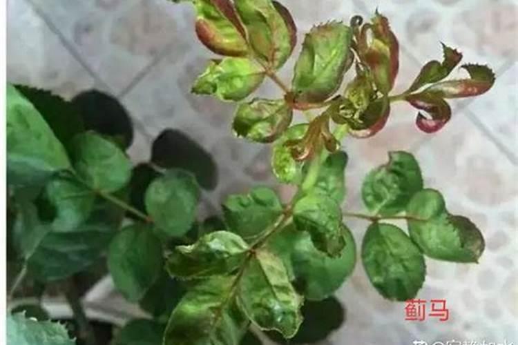 硼砂可以做肥料吗