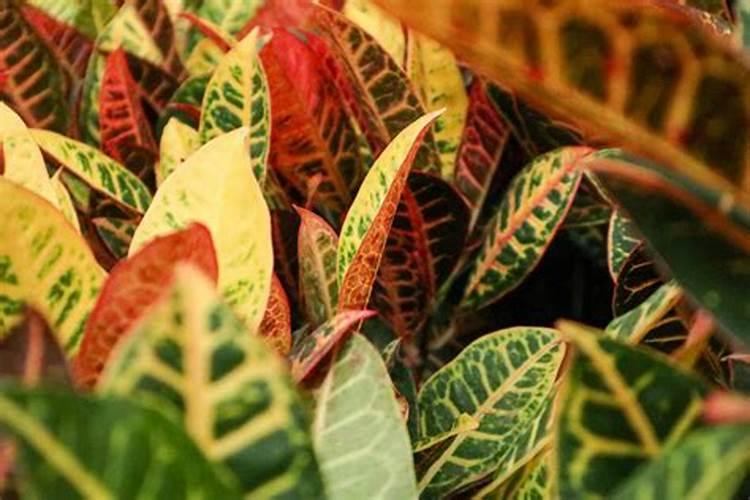 ...在采摘前喷施富硒肥料,市面上那家公司的富硒叶面肥好点