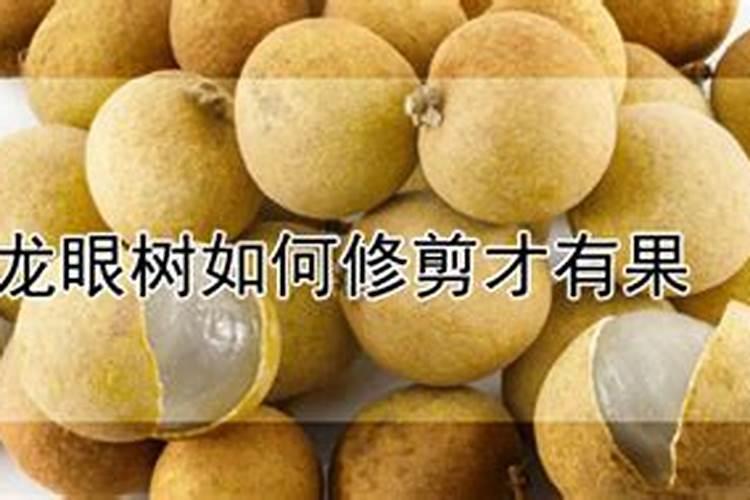 结果树龙眼果园要怎样施肥？