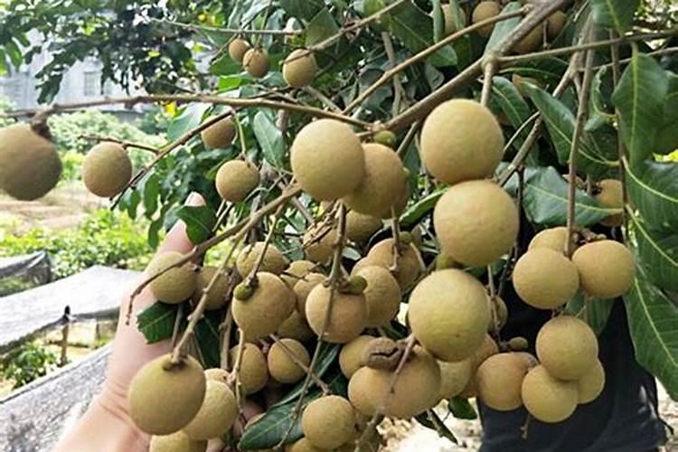 用黄豆沤肥 ,是浇根部还是只浇周边泥土？