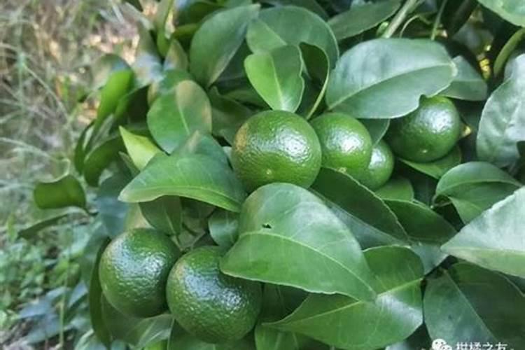 煮熟的豆子能做花肥吗 煮熟的豆子还能做肥料吗