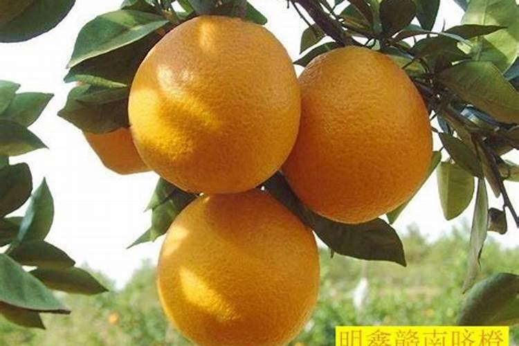 正确种脐橙方法
