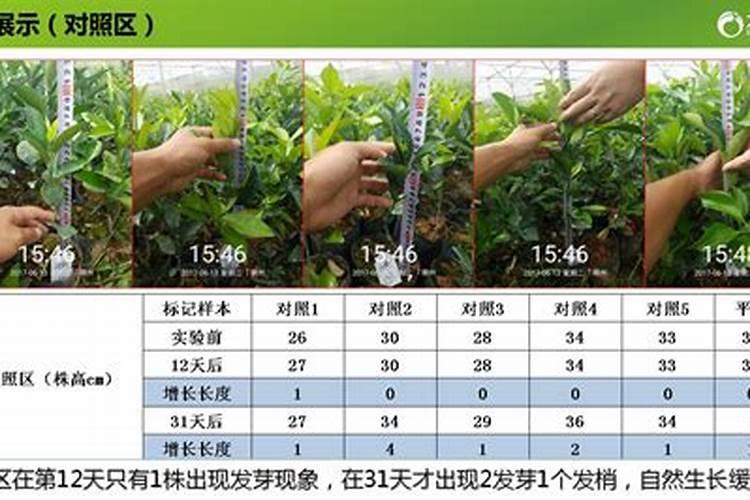 种了三年的脐橙春季用什么肥料好？