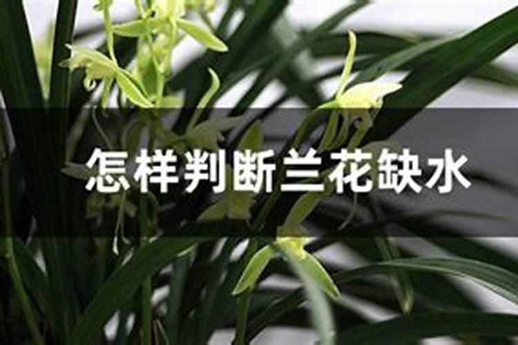 如何判断兰花是否缺水缺肥如何补水补肥？