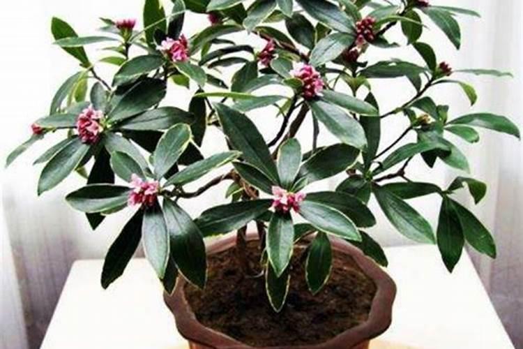 刚买的虎刺梅怎么栽培