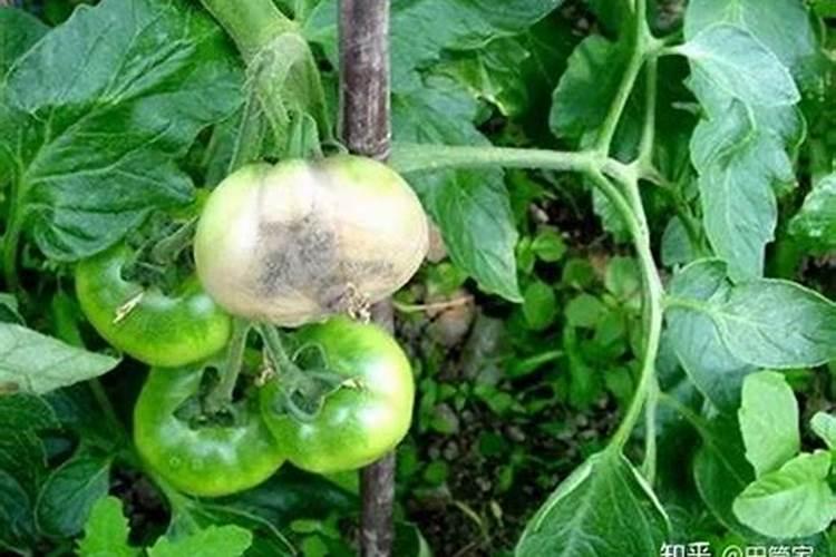 芸苔素内脂能积硼肥一起用吗？