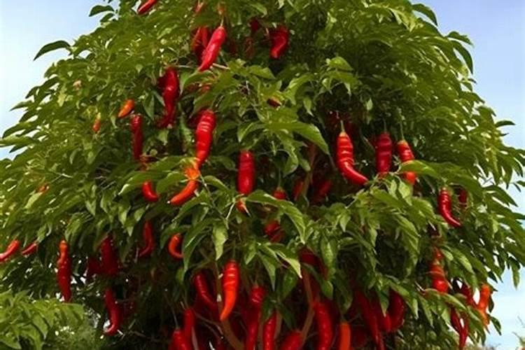 葵花盘上有黑色斑点会影响品质吗怎么判断