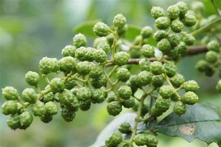 花椒树长虫该如何防治