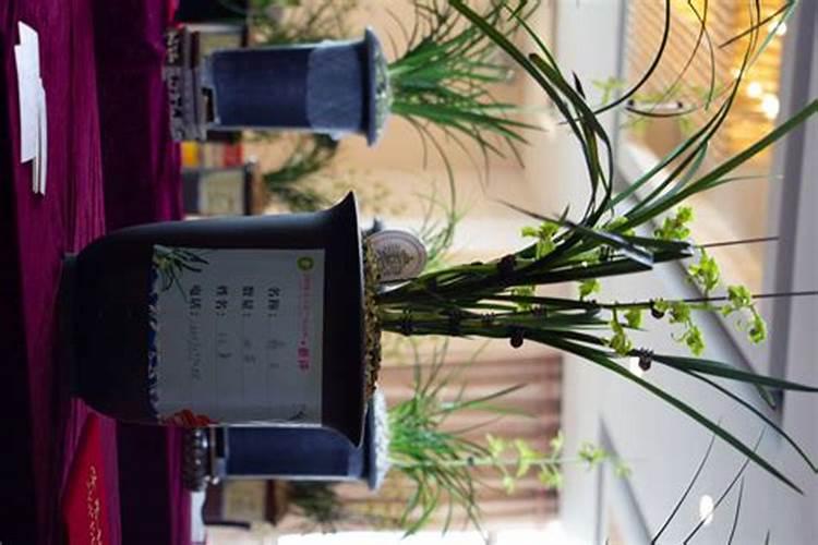 兰花肥料用什么好,叶面肥施什么好