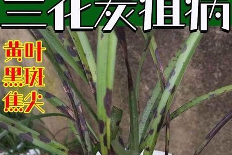 兰花进口氮肥有哪些