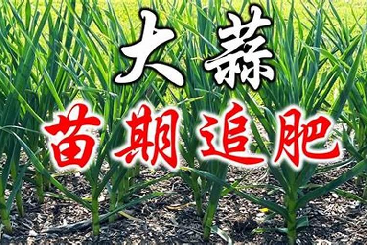 大蒜 应该施什么样的肥？