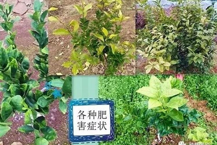 磷肥在植物生长发育中起到什么作用？
