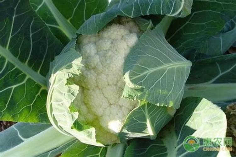 红薯什么时候打芸苔素 如何合理使用