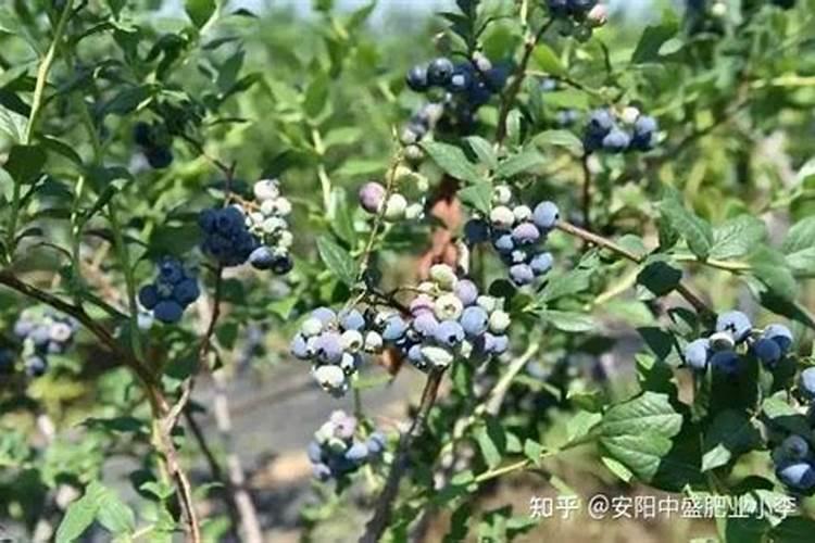 蓝莓什么肥料最好最旺