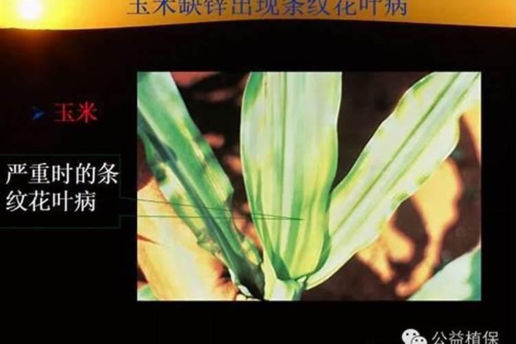 常用锌肥有哪些施用方法