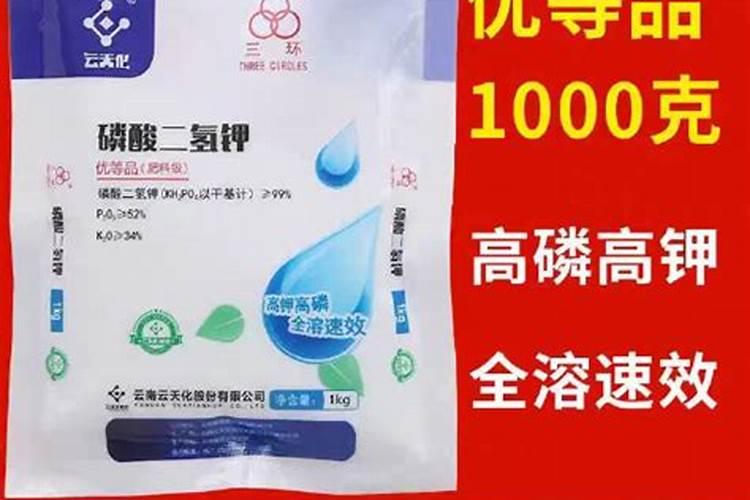 如何正确使用磷酸二氢钾养护杜鹃花？