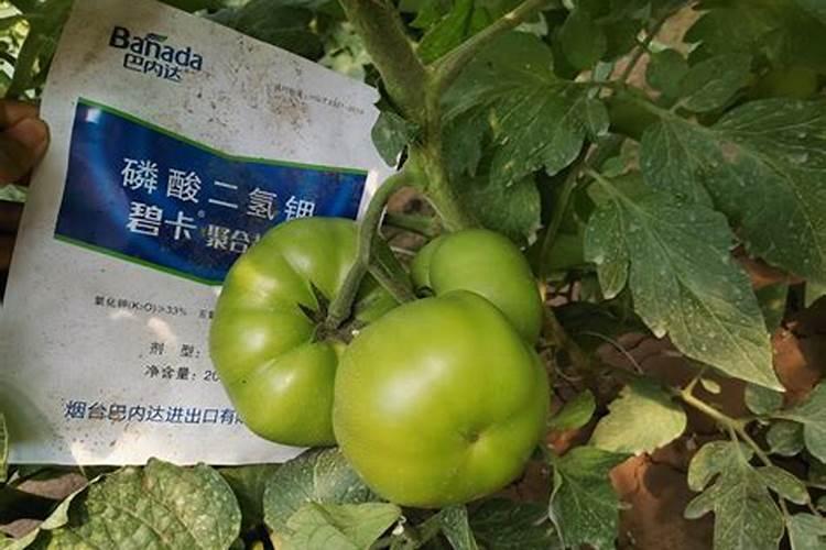 西红柿施什么肥最好