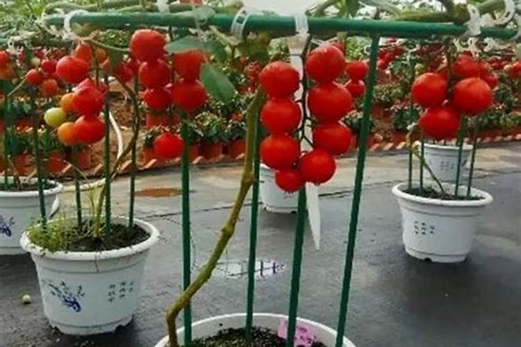 小番茄实用施肥5大诀窍,想获高产的一定要记住