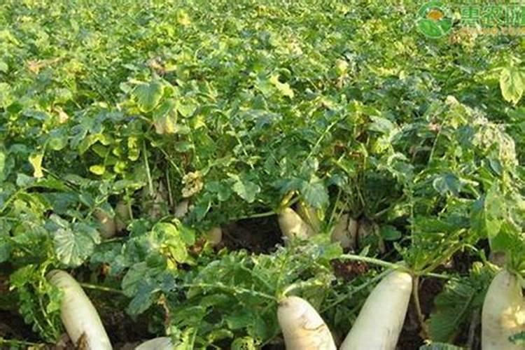 白萝卜用什么肥料好