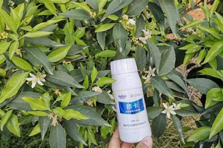 禾苗八号和芸苔素可以一起用吗？