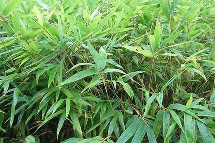 辣椒磷钾肥施用量