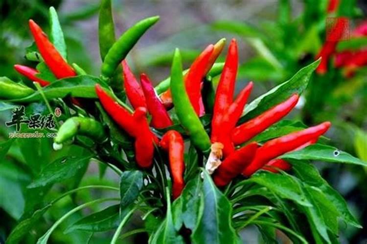 氮肥是酸性还是碱性的