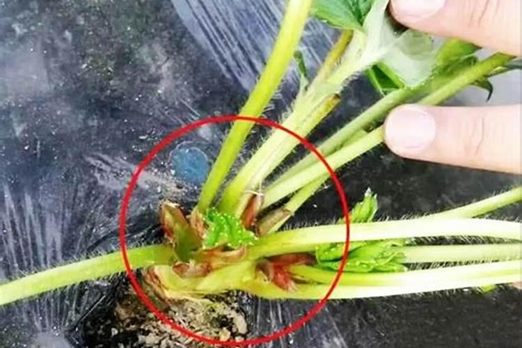 是芝麻饼肥好还是豆饼肥好,还有鸡粪,那个更好？