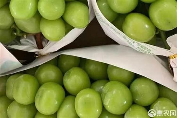 芙蓉花用什么土栽培最好？