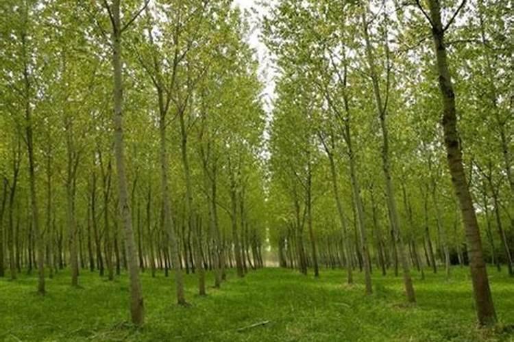速生杨树用什么肥料长得快