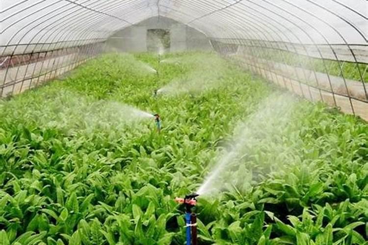 油茶开花时期应该喷何种叶面肥？