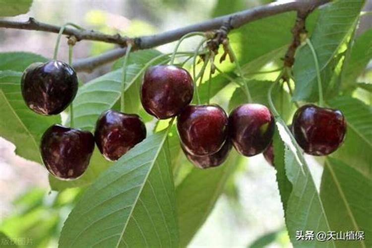老师您好!柑橘幼树能用含氯的复合肥吗？