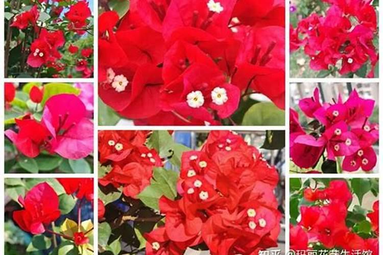 三角梅喂什么肥长得好