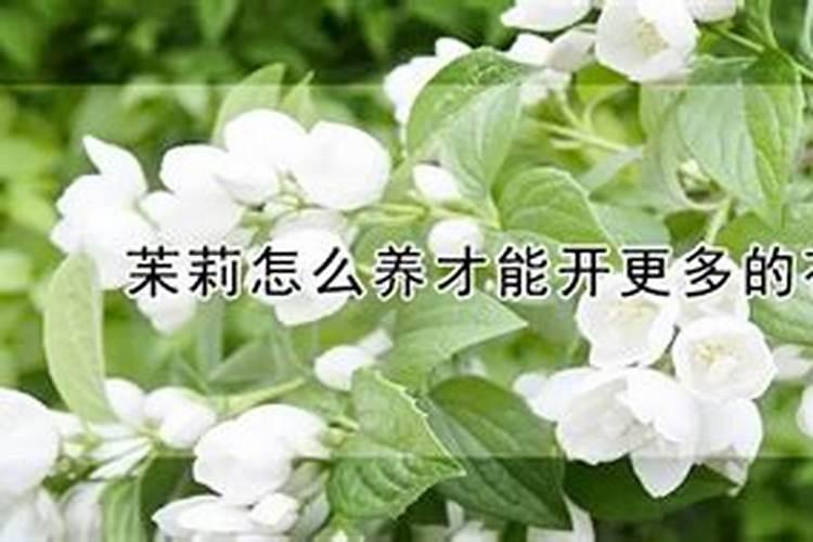 刚刚移栽的树可以施肥吗 刚移栽的树什么时候可以施肥