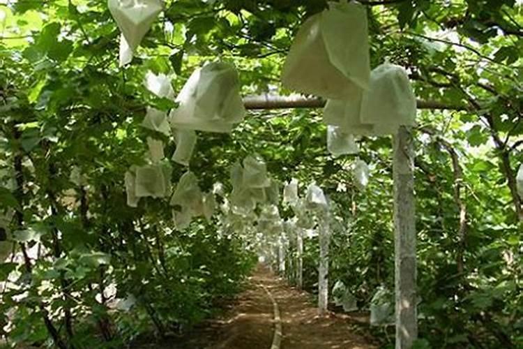 桃树补钙用什么好钙肥